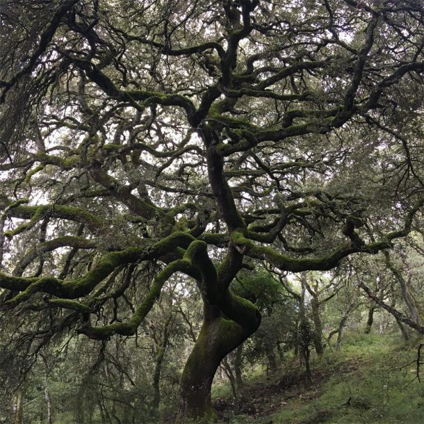 Bosque de Olza