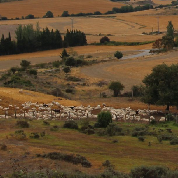 Rebaño de ovejas